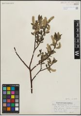 Foto von Salix maccalliana Rowlee